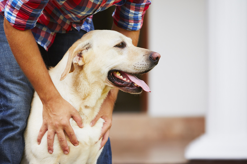 Gallery Professional Pet Nanny
